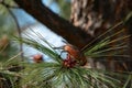 Red Crossbill Feeding on Pine Nuts