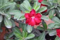 Double form red Desert Rose flower Royalty Free Stock Photo