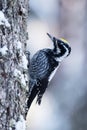 Eurasian three-toed woodpecker, Picoides tridactylus on a tree in an old coniferous boreal forest of Estonia, Northern Europe.