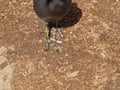 The Uncommon Feet of the Common Coot