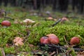 Uncommon mushroom Gomphidius roseus in the pine forest.