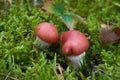 Uncommon mushroom Gomphidius roseus in the pine forest.