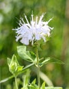 Uncommon pure white Monarda wildflower