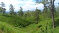 Uncommon View in Sri Lanka Tea Plantation
