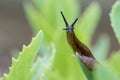 Uncommon wonderful and funny closeup of a Portuguese slug on a leaf Royalty Free Stock Photo