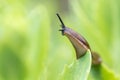 Uncommon wonderful and funny closeup of a Portuguese slug on a leaf Royalty Free Stock Photo
