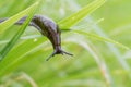 Uncommon wonderful and funny closeup of a Portuguese slug on a leaf Royalty Free Stock Photo