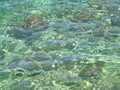 Uncontaminated sea water Royalty Free Stock Photo