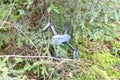 The uncontrolled quadcopter flew off and got stuck in the branches in the forest