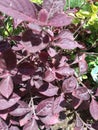 An unconventional close-up of some hedge plants with mahroon colored leaves Royalty Free Stock Photo