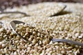 Uncooked buckwheat seeds