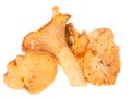 Uncooked Chanterelles on white