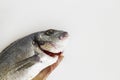 Uncooked,cleaned sea bream fish on white surface with copy space