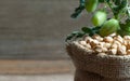 Uncooked dried chickpeas in burlap sack with raw green chickpea pod plant on wooden table Royalty Free Stock Photo