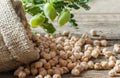 Uncooked dried chickpeas in burlap sack with raw green chickpea pod plant on wooden table Royalty Free Stock Photo