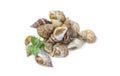 Uncooked fresh common whelks or sea snails isolated on a white studio background