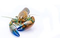 An uncooked freshwater lobster on white background