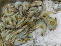 Raw freshwater shrimps on frozen ice at seafood market