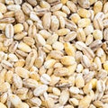 Uncooked pearled barley grains close up Royalty Free Stock Photo