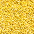 Uncooked polished proso millet grains close up