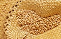 Uncooked spelt grains Royalty Free Stock Photo