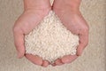 Uncooked white rice in the hands