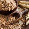 Uncooked whole spelt grain in a bowl with spelt ears Royalty Free Stock Photo