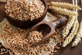 Uncooked whole spelt grain in a bowl with spelt ears Royalty Free Stock Photo