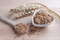 Uncooked whole spelt grain in a bowl with a wooden spoon and spelt ears on the table. Wooden background. Royalty Free Stock Photo