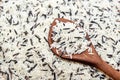 Uncooked wild rice in a wooden spoon and forming a background. Royalty Free Stock Photo