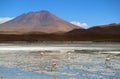 Uncountable Pink Flamingo at Laguna Hedionda, The Saline Lake in Andean Altiplano, Potosi, Bolivia, South America Royalty Free Stock Photo