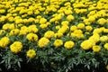 Uncountable yellow flowers of Tagetes erecta Royalty Free Stock Photo