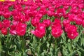 Uncounted magenta colored flowers of tulips Royalty Free Stock Photo