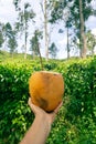 Uncovered coconut