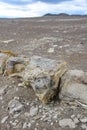 Uncovered Dinosaur fossilis beneath the sands in the Nazca desert. Ica, Peru