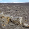 Uncovered Dinosaur fossils beneath the sands in the Nazca desert. Ica, Peru