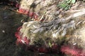 Uncovered Tree Roots, Dalyot Brook, Dalyot Nature Reserve Park, Israel