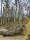 Uncovered tree roots in a nature reserve