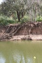 Uncovered Tree Roots, Brook of Sorek, Nature Reserve Sorek, Israel