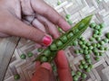 Uncovering the green pea with woman hands selectively focused