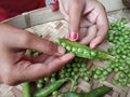 Uncovering the green pea with woman hands selectively focused