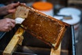 Uncovering the honeycombs with the scraper by hand, honey harvest.