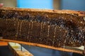 Uncovering the honeycombs with the scraper by hand, honey harvest.