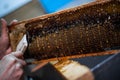 Uncovering the honeycombs with the scraper by hand, honey harvest.