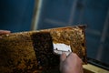 Uncovering the honeycombs with the scraper by hand, honey harvest.