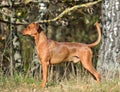 Uncropped German Pinscher dog Royalty Free Stock Photo