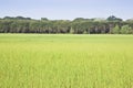 Uncultivated agricultural land for sale - Land plot management - Real estate concept with a wild vacant land