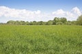 Uncultivated agricultural land for sale - Land plot management - Real estate concept with a wild vacant land