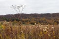 Uncultivated agriculture field with wild plants Royalty Free Stock Photo