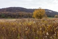 Uncultivated agriculture field with wild plants Royalty Free Stock Photo